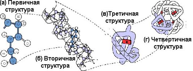 Что значит четвертичная структура белка. Смотреть фото Что значит четвертичная структура белка. Смотреть картинку Что значит четвертичная структура белка. Картинка про Что значит четвертичная структура белка. Фото Что значит четвертичная структура белка