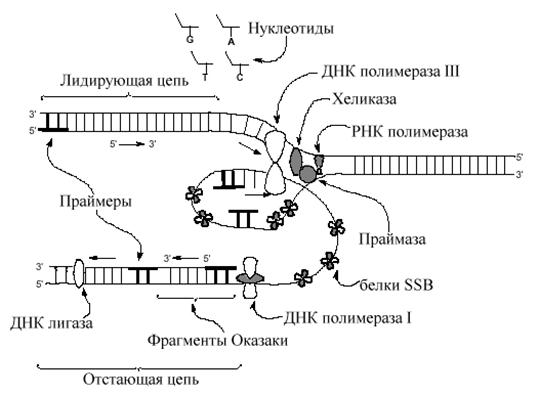 Ssb белок. Корнберг ДНК полимераза. Сателлитная ДНК. Репликация ДНК полимераза рибонуклеотиды. Репликация ДНК SSB белки.