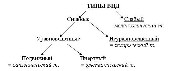 Типы высшей нервной деятельности картинки