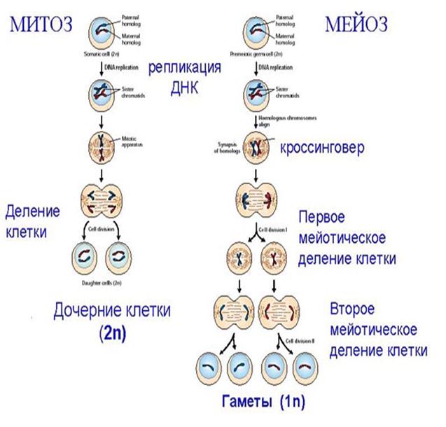 Митоз и мейоз цикл