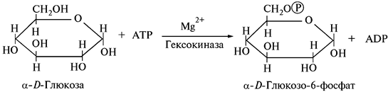 Фосфорилирование и дефосфорилирование глюкозы. Гексокиназная реакция биохимия. Схему реакции фосфорилирования глюкозы в клетках. Реакция фосфорилирования глюкозы. Фосфорилирование глюкозы, гексокиназа.