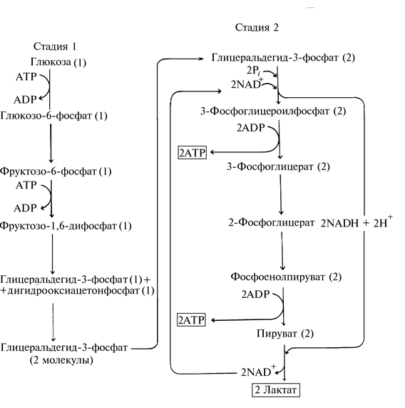заполните таблицу синтез атф химизм