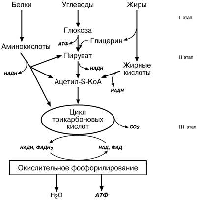 Установите последовательность этапов окисления крахмала. Схема окисления лактата. Схема окисления Глюкозы до углекислого газа и воды. Схема окисления лактата до углекислого газа и воды. Схема окисления ацетил КОА до углекислого газа и воды.