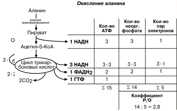 Окисление атф. Коэффициент фосфорилирования р/о. Окисление аланина. Коэффициент окислительного фосфорилирования. Стехиометрический коэффициент окислительного фосфорилирования