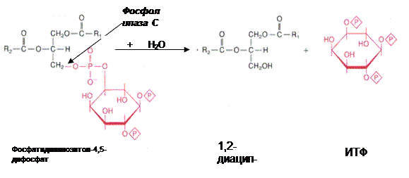 Коа 5. Метилмалонил КОА пируват. Метил малононил коэнзим а. Метил-малонил-КОА + пируват. Хлористым пропионилом.