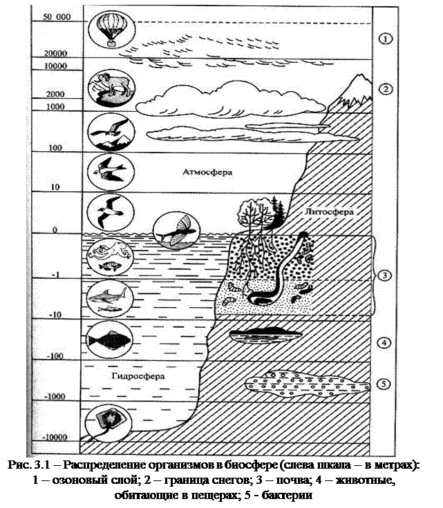 Распределение организмов в биосфере. Рис 103 границы биосферы. Строение границ биосферы в атмосфере. Структура оболочки биосферы. Схема границы биосферы 6 класс покажите штриховкой область земли.