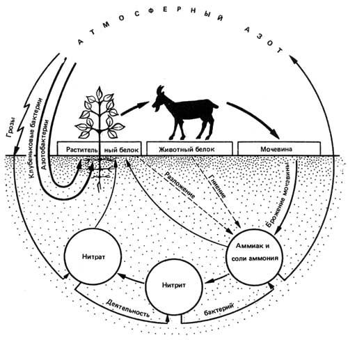 Круговорот оленей. Круговорот азота. Круговорот азота в биосфере. Круговорот веществ в природе схема черно белая. Великий круговорот веществ.