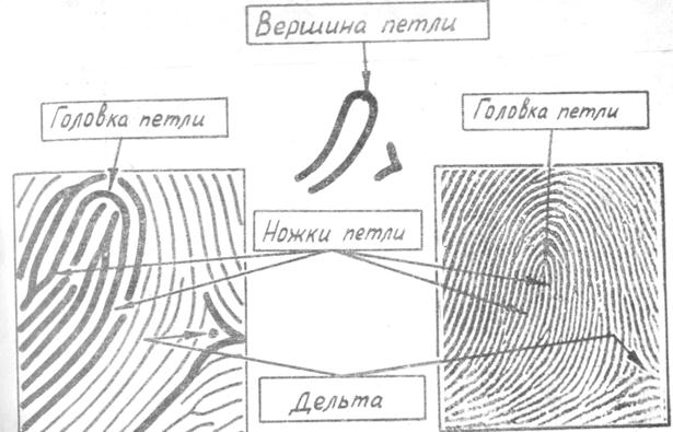 Механизм образования следов. Головка и ножки петли папиллярных узоров. Ножки петель папиллярных узоров направление. Петлевой узор папиллярных линий вершина петли. Головка и ножка петли завиткового папиллярного узора