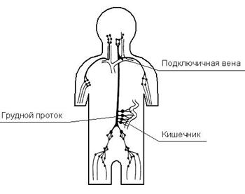 Что включает в себя процесс ассимиляции. Смотреть фото Что включает в себя процесс ассимиляции. Смотреть картинку Что включает в себя процесс ассимиляции. Картинка про Что включает в себя процесс ассимиляции. Фото Что включает в себя процесс ассимиляции