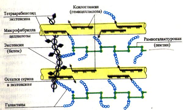 Белки клеточной стенки Белки клеточной стенки