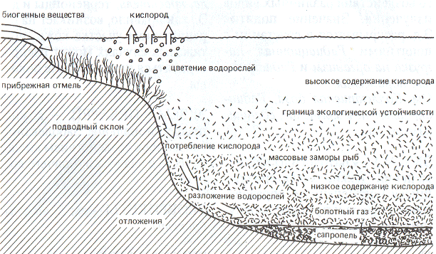 Морфологическая структура водоема