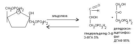 Биологическое окисление в клетке происходит в чем. image151. Биологическое окисление в клетке происходит в чем фото. Биологическое окисление в клетке происходит в чем-image151. картинка Биологическое окисление в клетке происходит в чем. картинка image151.