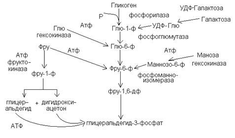 Биологическое окисление в клетке происходит в чем. image193. Биологическое окисление в клетке происходит в чем фото. Биологическое окисление в клетке происходит в чем-image193. картинка Биологическое окисление в клетке происходит в чем. картинка image193.