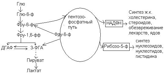 Биологическое окисление в клетке происходит в чем. image197. Биологическое окисление в клетке происходит в чем фото. Биологическое окисление в клетке происходит в чем-image197. картинка Биологическое окисление в клетке происходит в чем. картинка image197.