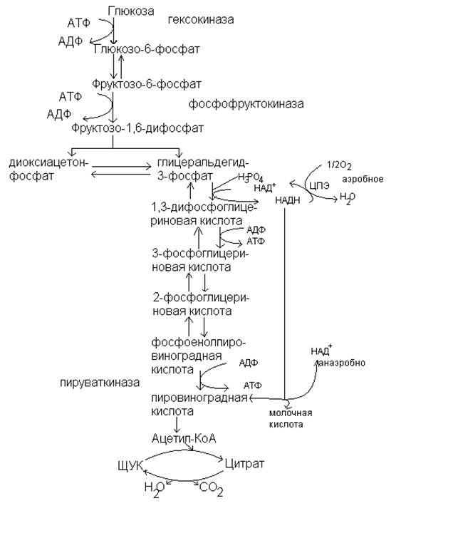 Атф глюкоза адф. Схема включения галактозы и фруктозы в гликолиз.. Схема синтеза Глюкозы из глицерола. Реакции превращения Глюкоза 1 фосфата в глюкозо 6 фосфат. Схема гликолиза биохимия с ферментами.