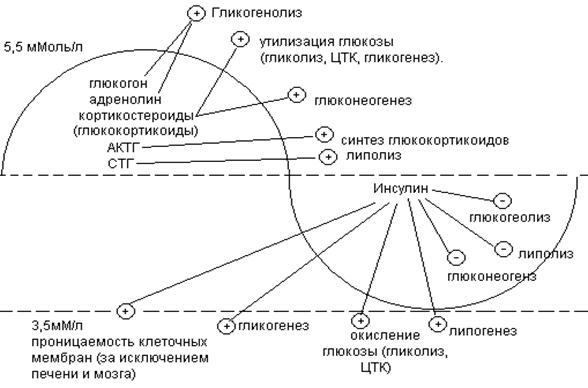 Механизм действия глюкокортикоидов схема