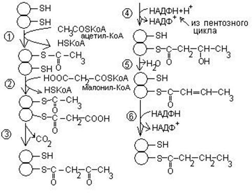 Синтез пальмитиновой кислоты схема