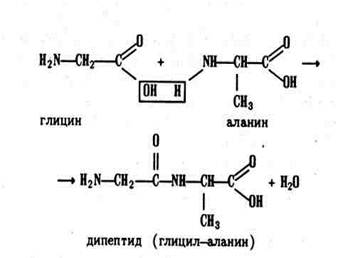 Гидролиз глицилаланина. Дипептид глицин аланин. Аланил-глицин схема образования дипептидов. Образование дипептидов из глицина и аланина. Глицин и реакция образования дипептида.