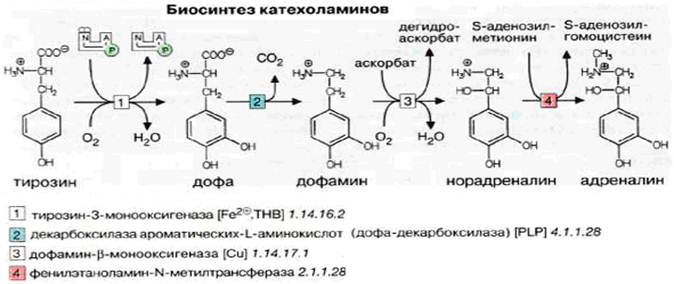 Схема синтеза катехоламинов из аминокислоты тирозина