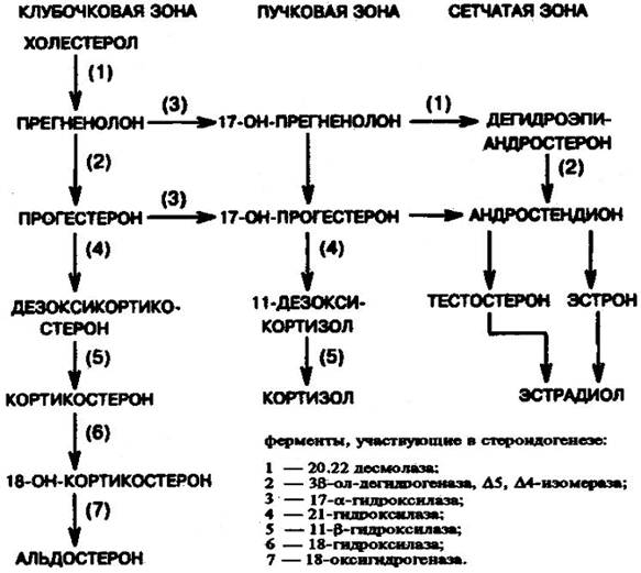 Схема синтеза половых гормонов