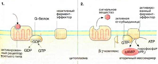 Эффекторы ферментов. Механизм трансдукции сигнала рецепторов g протеина. Схема трансдукции сигнала рецептора g-протеина. Схема механизма трансдукции сигнала рецепторов g протеина. Механизм трансдукции сигнала тирозинкиназных рецепторов.