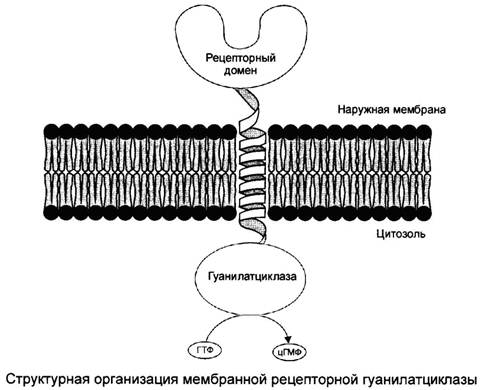 Гуанилатциклазная система схема