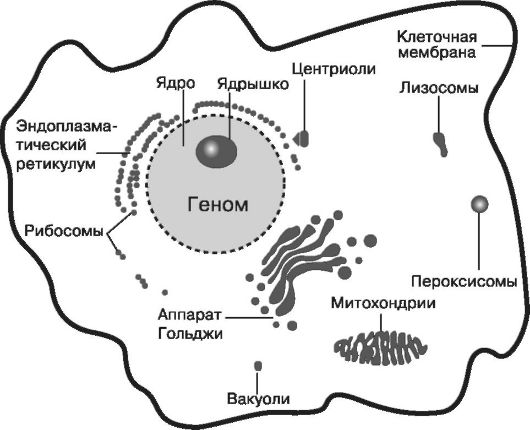 Система клетки. Схема клетка Живая система. Схема клетка Живая система 6 класс. Схема на тему клетка Живая система. Составьте схему клетка Живая система биология.