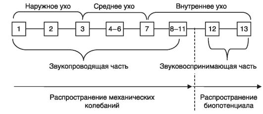 1 нарисовать блок схемы слуховой и вестибулярной сенсорных систем