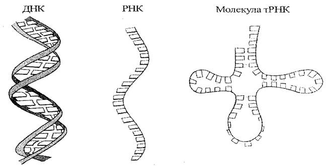 Структура молекулы днк рнк. Строение молекулы РНК. Одинарная цепочка РНК. ДНК И РНК без подписей. Строение молекулы ДНК И РНК.