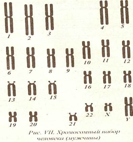 Парные одинаковые хромосомы