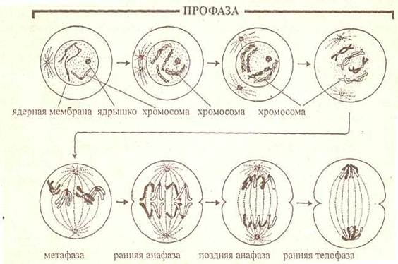 Напишите названия структур обозначенных на рисунке цифрами 1 5 митоз