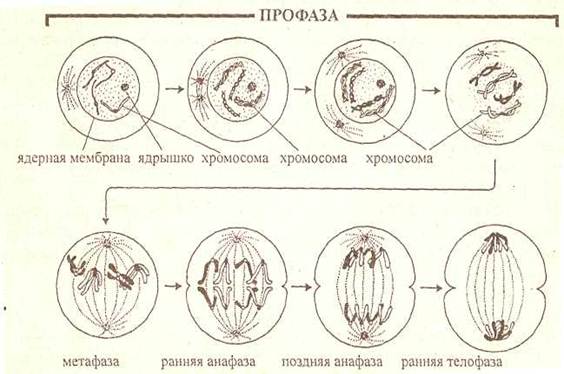 Кончик корня набор хромосом