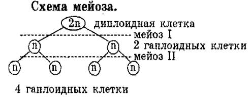 Схема митотического деления диплоидной клетки
