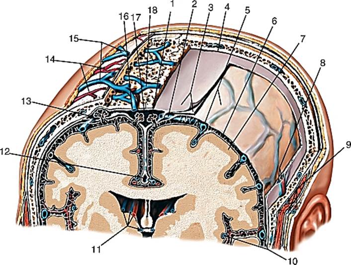 Слои свода. Грануляции паутинной оболочки мозга. Эпидуральное пространство твердой мозговой оболочки. Паутинная оболочка головного мозга анатомия. Твердая мозговая оболочка анатомия.