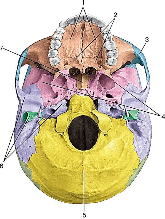 Мозговое основание черепа. Отверстия Нижнего основания черепа. Внутреннее основание черепа анатомия. Внутреннее основание черепа топографическая анатомия. Отверстия внутреннего основания черепа.