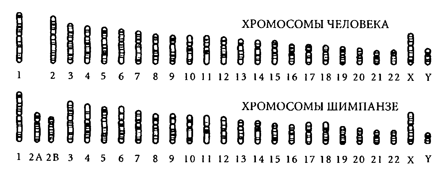 Хромосомы шимпанзе кариотип. Хромосомы человека и шимпанзе. Кариотип обезьяны и человека. Сравнение кариотипа человека и шимпанзе. 24 пары хромосом у человека.