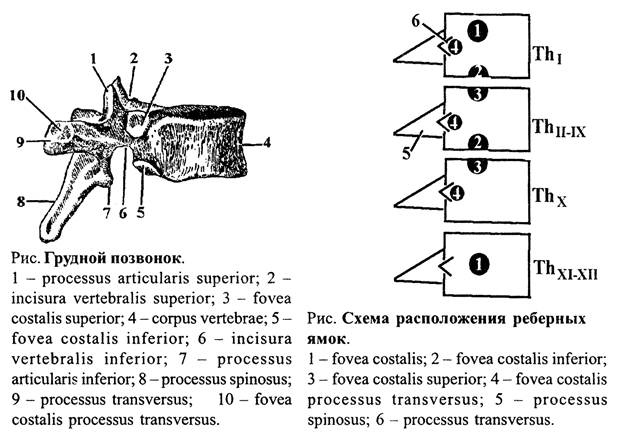 Грудной позвонок характеристика