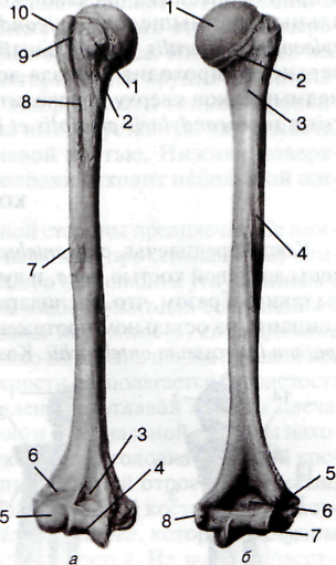 Мыщелки плечевой кости. Condylus Humeri. Шейка плеча анатомия. Верхний конец плечевой кости.