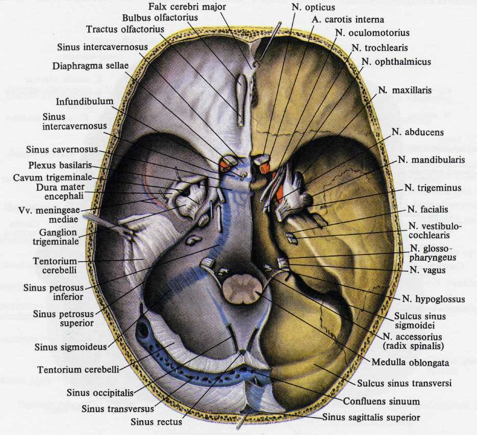 В полости черепа расположен. Черепные нервы на основании черепа. 12 Пар черепных нервов выход из черепа. 12 Черепных нервов анатомия внутреннее основание черепа. 12 Пар черепно мозговых нервов основание черепа.