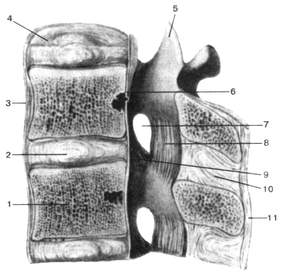Соединения позвоночника суставы. Межпозвоночный симфиз распил позвоночного столба. Соединения позвонков Сагиттальный распил. Синартрозы позвоночного столба анатомия. Соединение позвонков поясничного отдела.