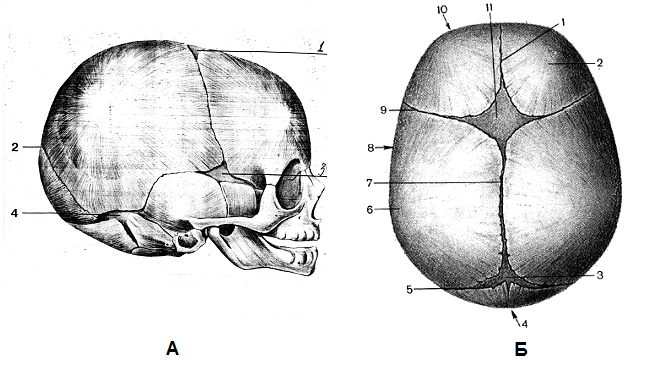 Шов между теменными костями. Кости и швы черепа анатомия. Соединение костей черепа роднички. Соединение костей черепа анатомия. Роднички черепа анатомия.