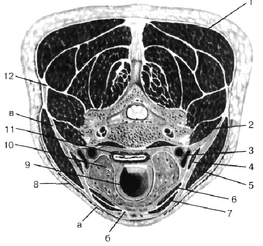 Spatium retropharyngeum