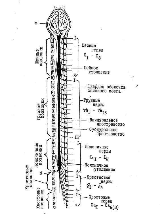 конус спинного мозга уровень. конус спинного мозга уровень. мозговой конус спинного мозга. схема поперечного разреза спинного мозга. синдром поражения конского хвоста конуса эпиконуса.