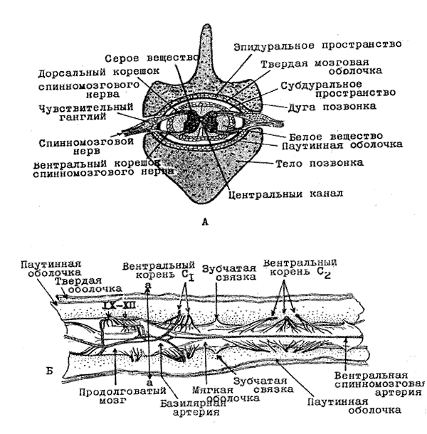 Функции передних и задних корешков спинного мозга. Задние корешки спинного мозга функции. Спинной мозг строение вставочный нейрон. Дорсальные корешки спинного мозга. Вентральные и дорсальные корешки спинного мозга.