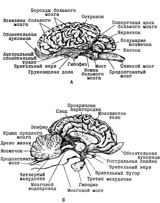 Мозг собаки схема