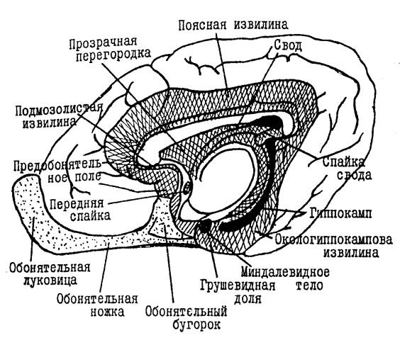 Обонятельное ядро. Обонятельный мозг сводчатая извилина. Структуры центрального отдела обонятельного мозга. Обонятельный мозг анатомия Центральный отдел. Обонятельный бугорок мозга.