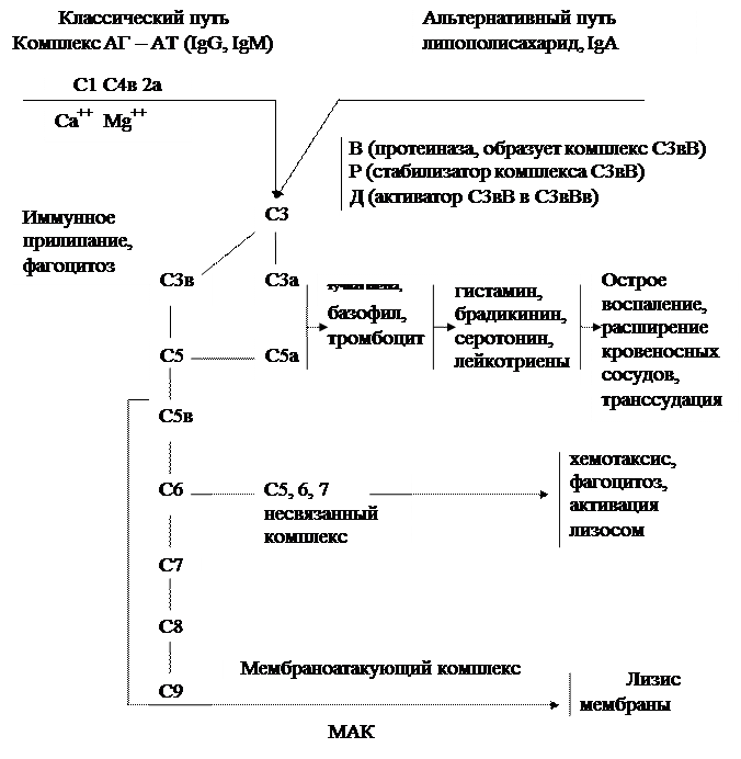 Схема комплемента