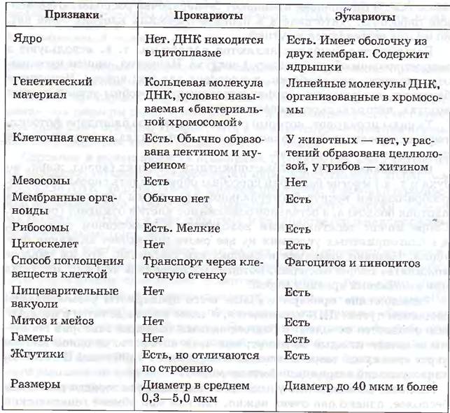 Сходства и различия прокариотов эукариотов - Вопросы и ответы