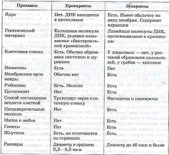 В клетках прокариот в отличие