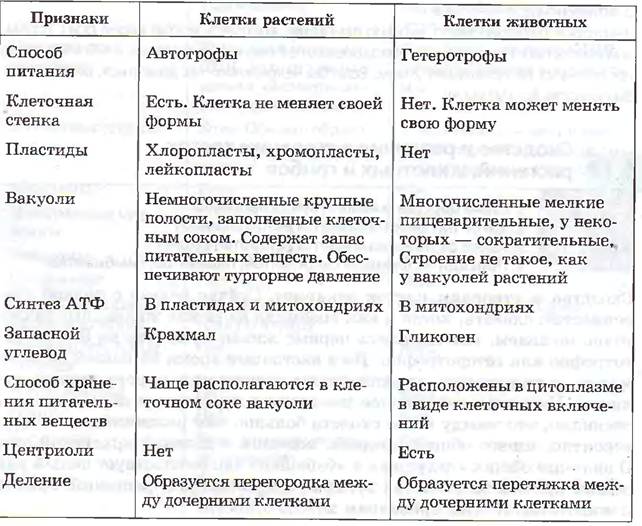 Отличительные особенности растительной. Сравнение органоидов растительной и животной клетки таблица. Сравнение клеток растений и животных таблица органоиды. Сравнение клетки растений и животных таблица сходства и отличия. Сравнение органоидов растительной и животной клетки.